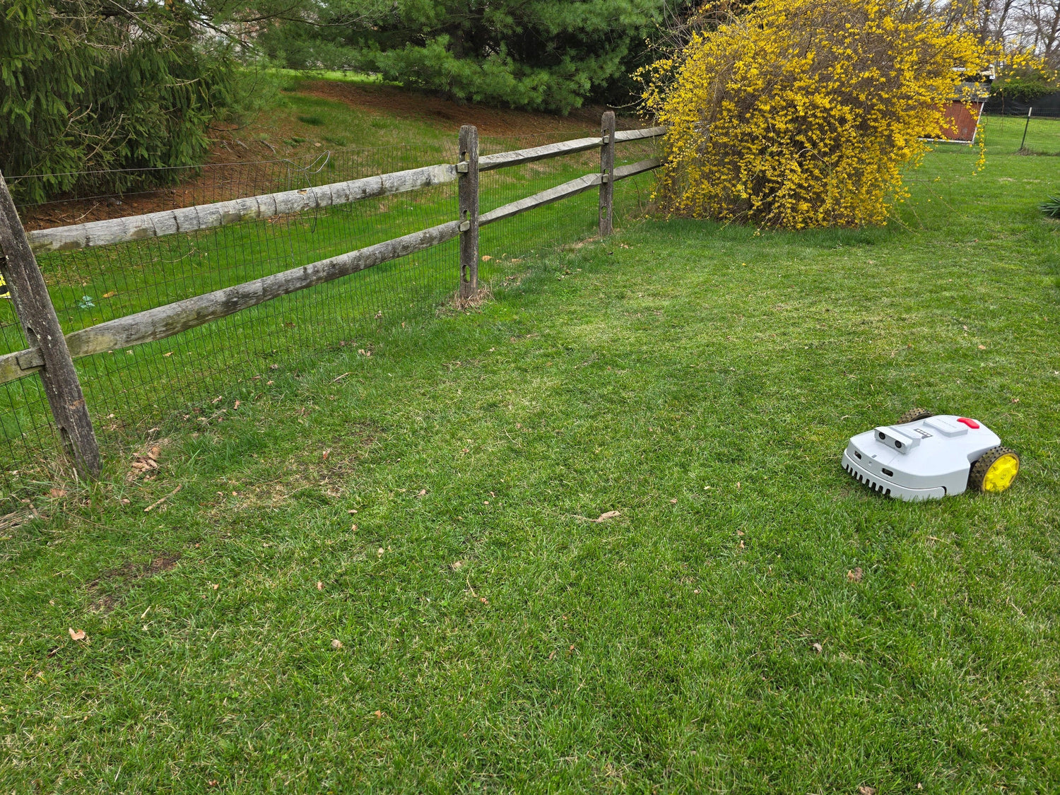 robotic lawn mower cutting grass near wooden fence and yellow flowering bush in backyard